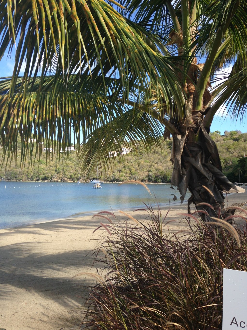 Like a Tropical January&nbsp;Day