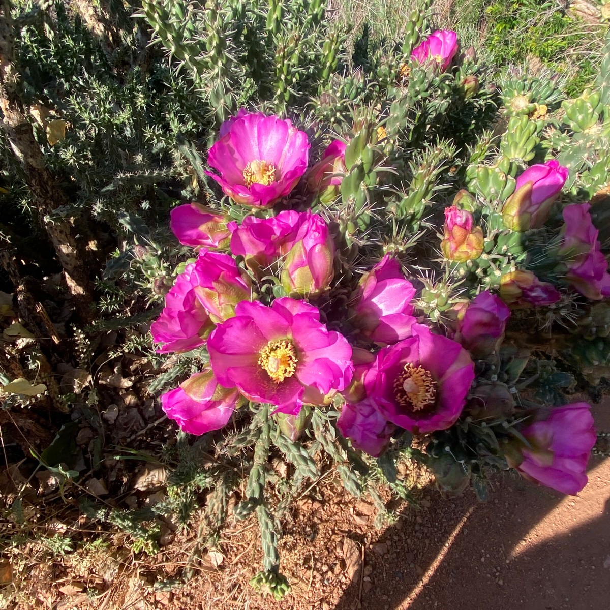 31 Days of Prayer for Your Single&nbsp;Bestie